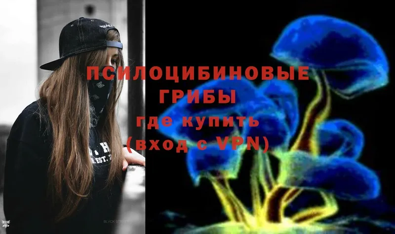 kraken   Калязин  Галлюциногенные грибы Psilocybine cubensis 